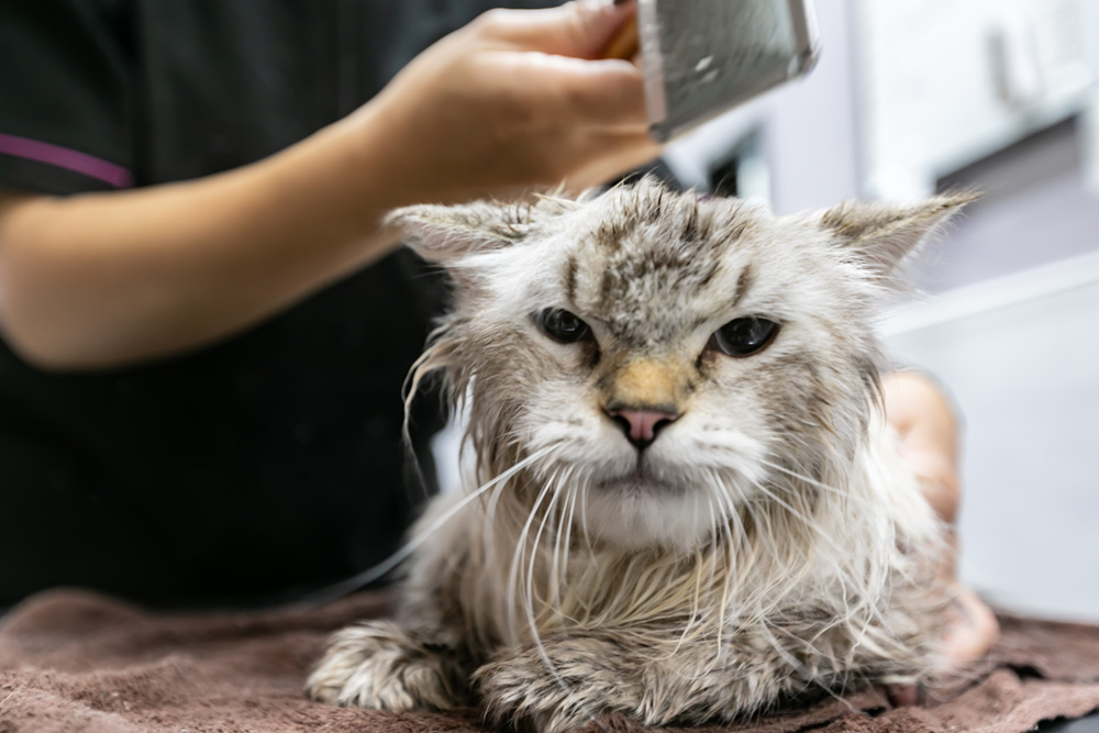 ねこちゃんのトリミングも可能です。